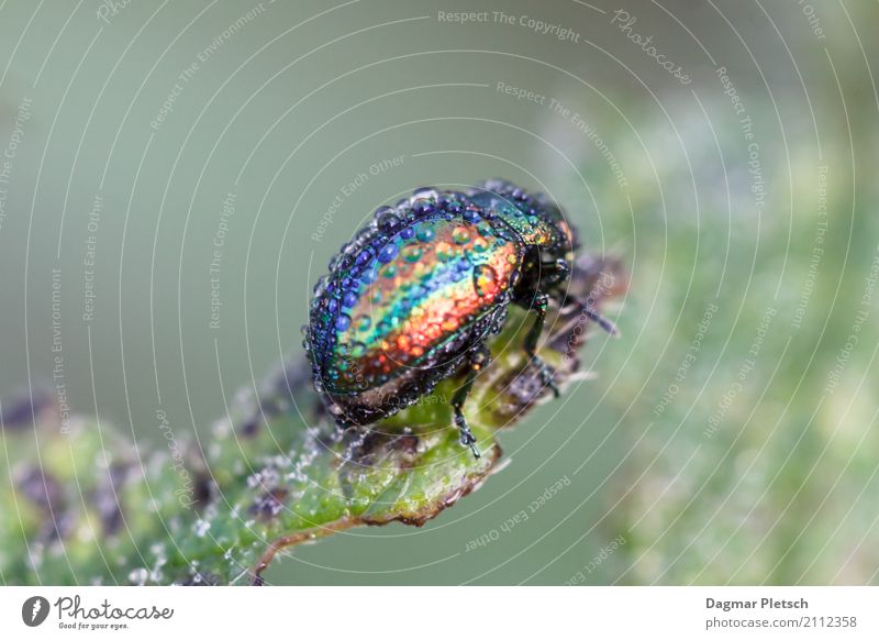 rainbow beetle Nature Plant Animal Elements Drops of water Sunrise Sunset Spring Summer Autumn Winter Fog Rain Meadow Field Farm animal Wild animal Beetle 1