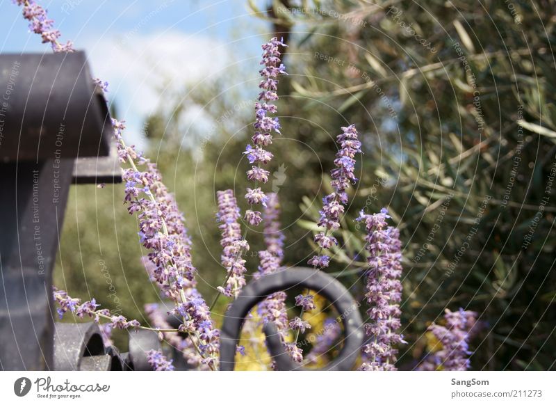 Lavender Romantic Vacation & Travel Summer Garden Nature Spring Beautiful weather Plant Flower Blossoming Fragrance Green Spring fever Joie de vivre (Vitality)