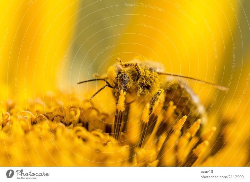 Macro honey bee collects yellow pollen on sunflower in nature Summer Sun Sunbathing Environment Nature Landscape Plant Animal Sunlight Spring Autumn Climate