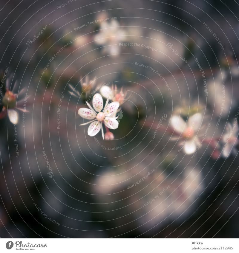 freckle-tailed flower Plant Flower Small Point Thorny Black Self-confident Freckles Colour photo Close-up Macro (Extreme close-up) Deserted Copy Space left