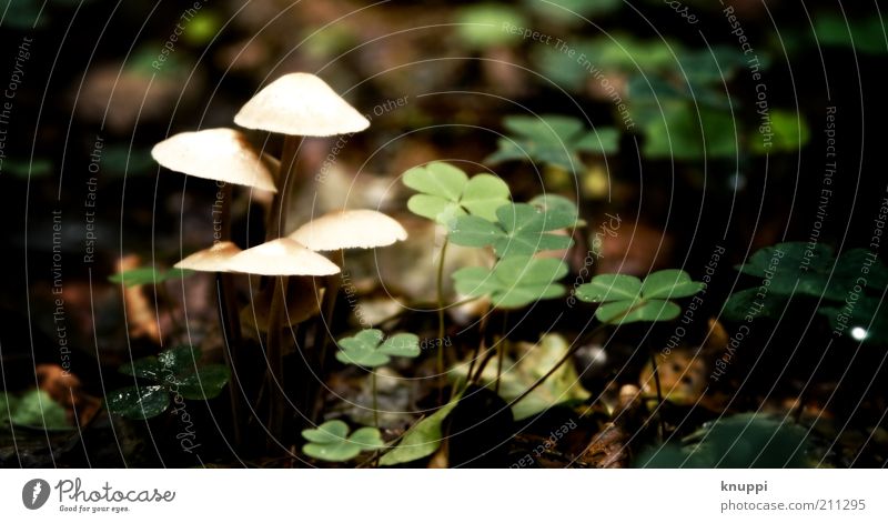 swarm mushrooms Mushroom Mushroom cap Environment Nature Plant Clover Cloverleaf Leaf Growth Green White Calm Woodground Clearing 5 Colour photo Multicoloured