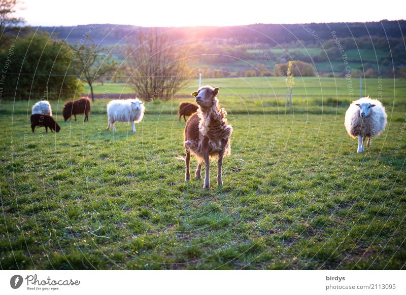 fashion show Agriculture Forestry Landscape Sunlight Summer Beautiful weather Meadow Pasture Farm animal Sheep Herd To feed Looking Funny Sustainability Natural