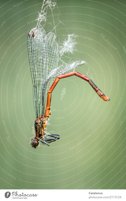 Hang out, dragonfly on spider thread Dragonfly Large red damselfly 1 Animal Spider's web Catch Fight To dry up Threat Brown Green Orange Red Fear of death