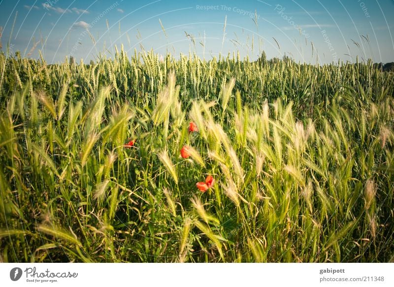 my last poppy for this year Environment Nature Landscape Plant Sky Clouds Summer Grass Bushes Blossom Foliage plant Agricultural crop Wild plant Poppy