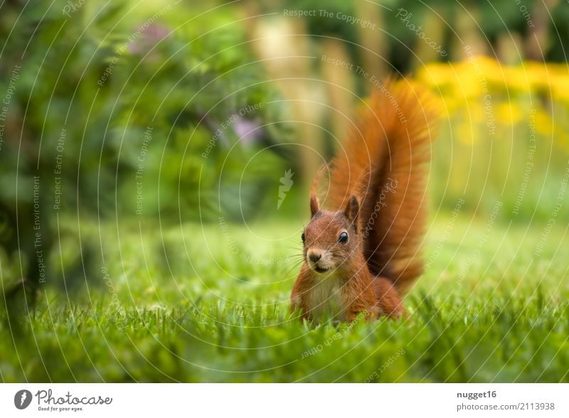 Squirrels in the garden Environment Nature Animal Sunlight Spring Summer Autumn Beautiful weather Grass Garden Park Meadow Forest Wild animal 1 Esthetic Brash