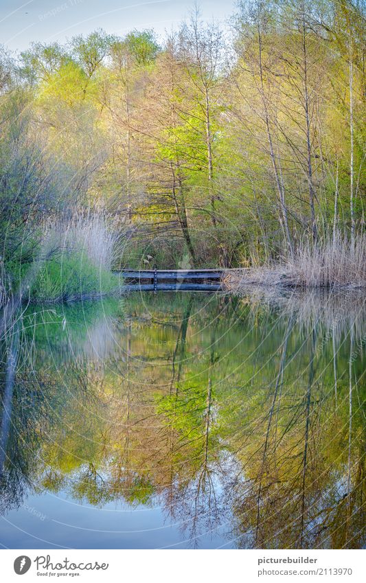 At the lake Nature Plant Water Sky Spring Beautiful weather Tree Bushes Forest Lakeside Wood Green Moody Calm Contentment Relaxation Colour photo Exterior shot