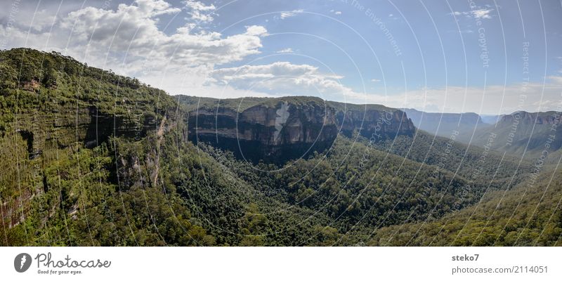 Blue Mountains II Summer Eucalyptus tree Forest Blue mountains Canyon Green Loneliness Freedom Nature Vacation & Travel Far-off places eucalyptus forest