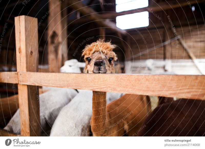 - Animal Animal face 1 Herd Observe Living or residing Brash Friendliness Natural Nerdy Curiosity Cute Original Crazy Brown Attentive Watchfulness Interest