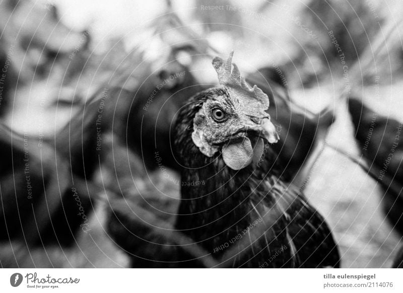 chicken photo Animal Farm animal Barn fowl 1 Observe Looking Wait Dark Natural Original Attentive Watchfulness Curiosity Interest Country life Animal face