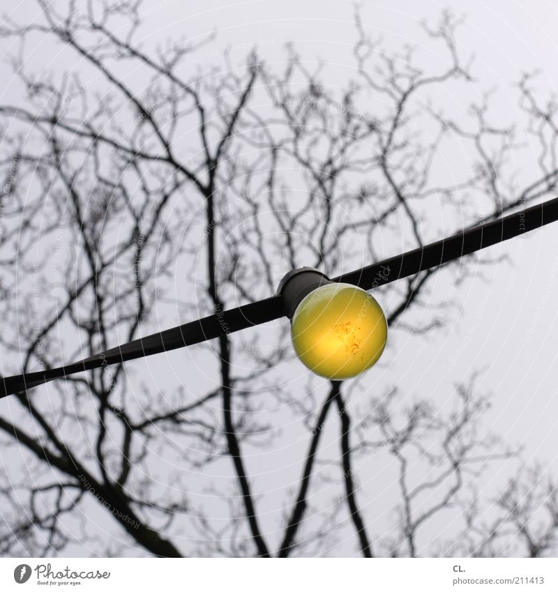 yellow Environment Nature Sky Autumn Bad weather Tree Electric bulb Old Cold Yellow Energy Idea Stagnating Electricity Illuminate Lighting Leafless Bleak