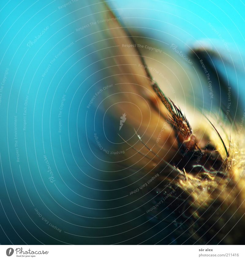 such a thing Insect Fly Wing fly wings Blue Brown Creepy Exceptional Eerie Colour photo Interior shot Macro (Extreme close-up) Deserted Day