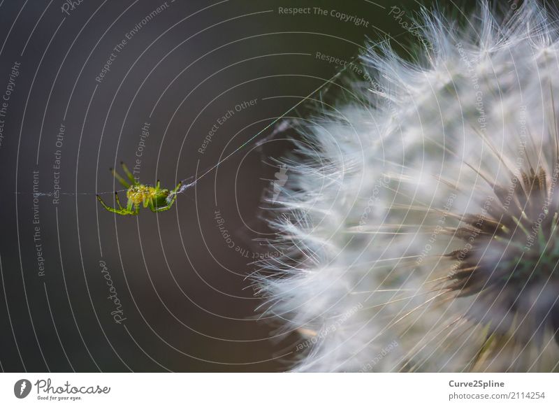 itsy bitsy spider Nature Animal Spider 1 Hang String Crawl Dandelion Flower Macro (Extreme close-up) Green Detail Forest Spin Spider's web Soft Insect Yellow