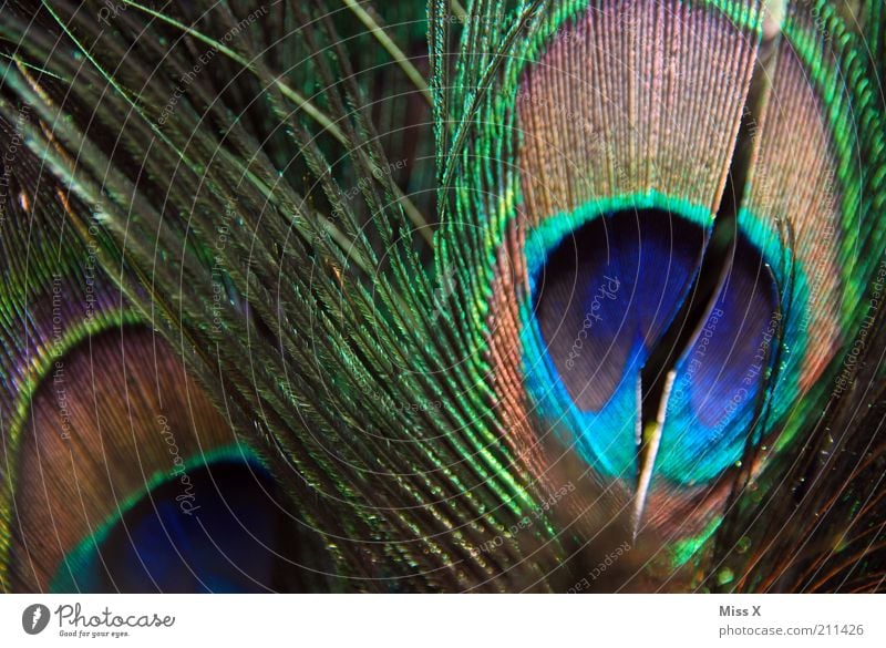 peacock feather Animal Wing Zoo Petting zoo Illuminate Esthetic Glittering Peacock Peacock feather Feather Colour photo Multicoloured Close-up