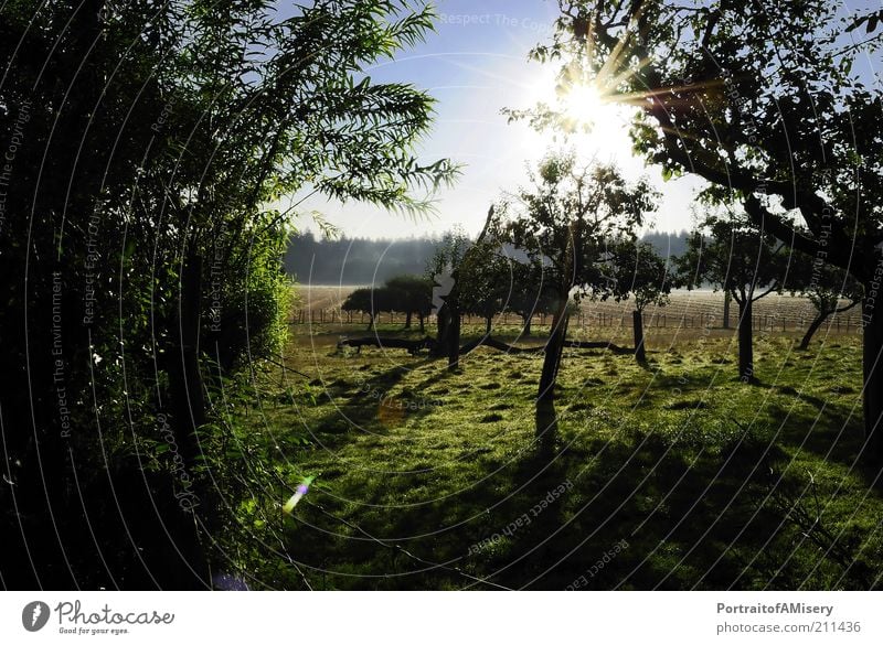 UnderWhiteChurch Trees Beautiful weather Field Calm closeness to nature Nature Sunrise Colour photo Exterior shot Morning Shadow Contrast Sunlight Wide angle