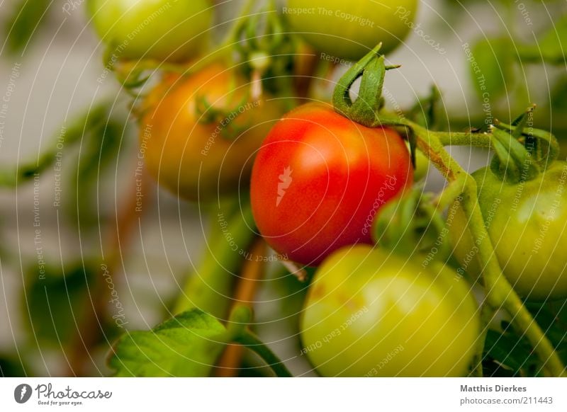 tomatoes Food Vegetable Nutrition Environment Plant Summer Green Red Tomato Growth Bush tomato Bushes Delicious Healthy Mature Vitamin Colour photo