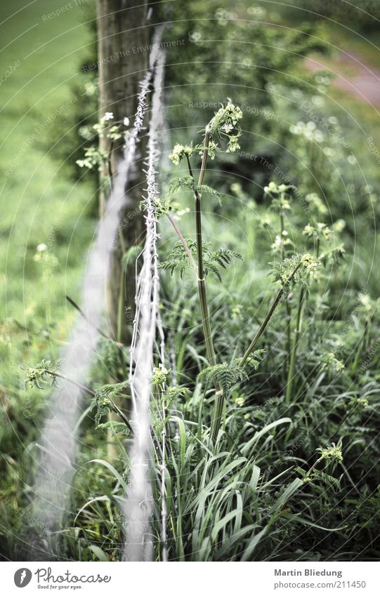 ragweed Environment Nature Landscape Plant Grass Bushes Foliage plant Meadow Field Growth Natural Green Wayside Barbed wire Pole Margin of a field