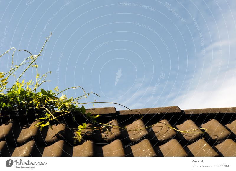 climbing mexe Plant Sky Summer Foliage plant Glyzinia Roof Growth Climbing Roofing tile Exterior shot Deserted Copy Space right Copy Space top Light Shadow