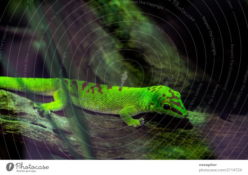 Lizard / Gecko Exotic Nature Plant Animal Animal face Lizards 1 Observe Relaxation Crawl Illuminate Wait Glittering Beautiful Small Brown Green Innocent