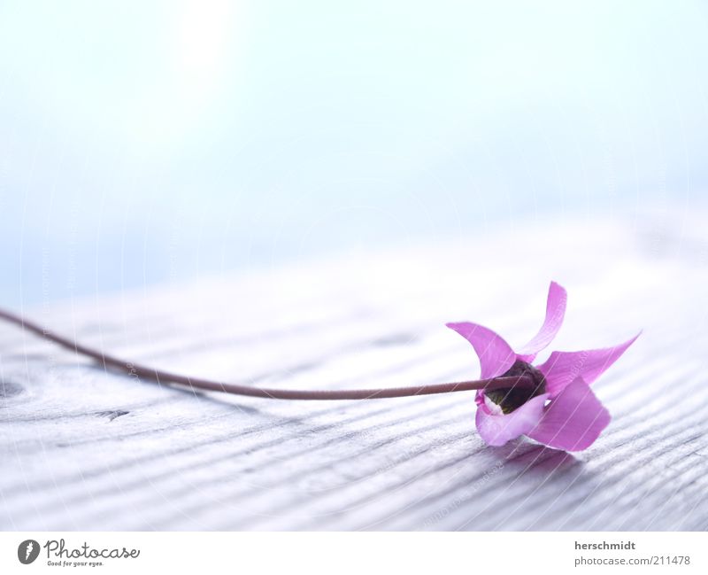 Wellness Flower Beautiful Fragrance Nature Spring Plant Blossom Exotic Bright Small Natural Pink Ease Colour photo Exterior shot Macro (Extreme close-up)