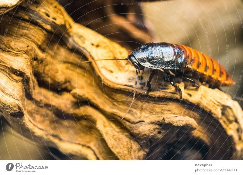 La cucaracha - the sweet cockroach Animal Insect Oriental cockroach 1 Discover Crouch Crawl Sit Wait Disgust Free Large Creepy Hideous Brown Black Cool (slang)