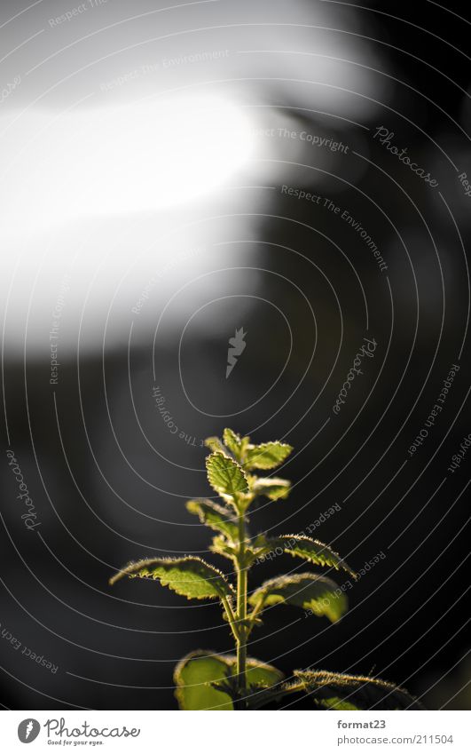 Summer Mint Environment Warmth Plant Agricultural crop Green Colour photo Exterior shot Deserted Copy Space top Twilight Light (Natural Phenomenon)