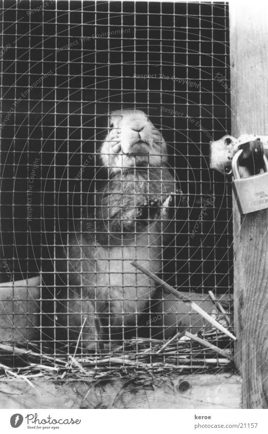 behind lock and bolt Hare & Rabbit & Bunny Barn Grating Black & white photo