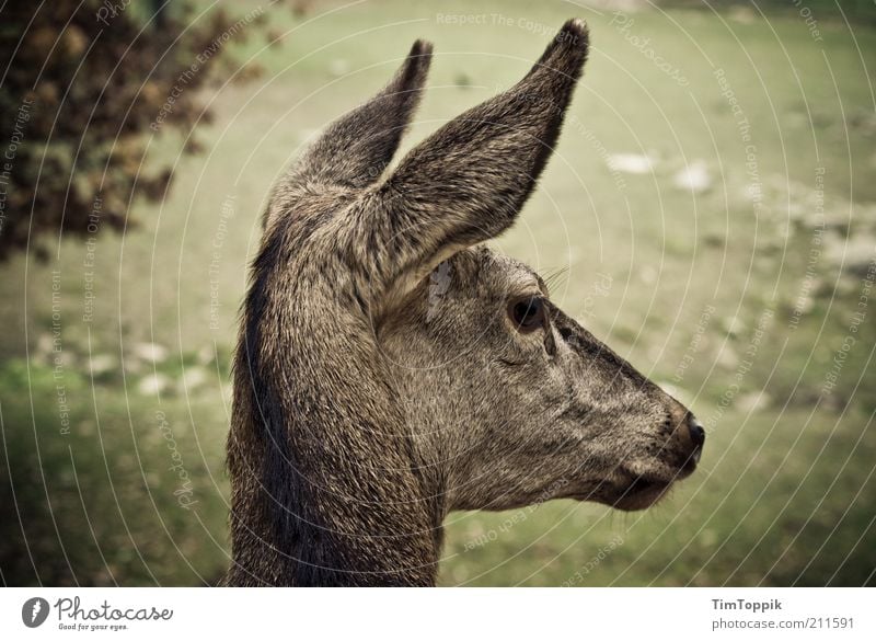 Little deer on the pagans Animal Wild animal Animal face 1 Roe deer Doe eyes Delicate Innocent Green Love of animals Animal portrait Baby animal