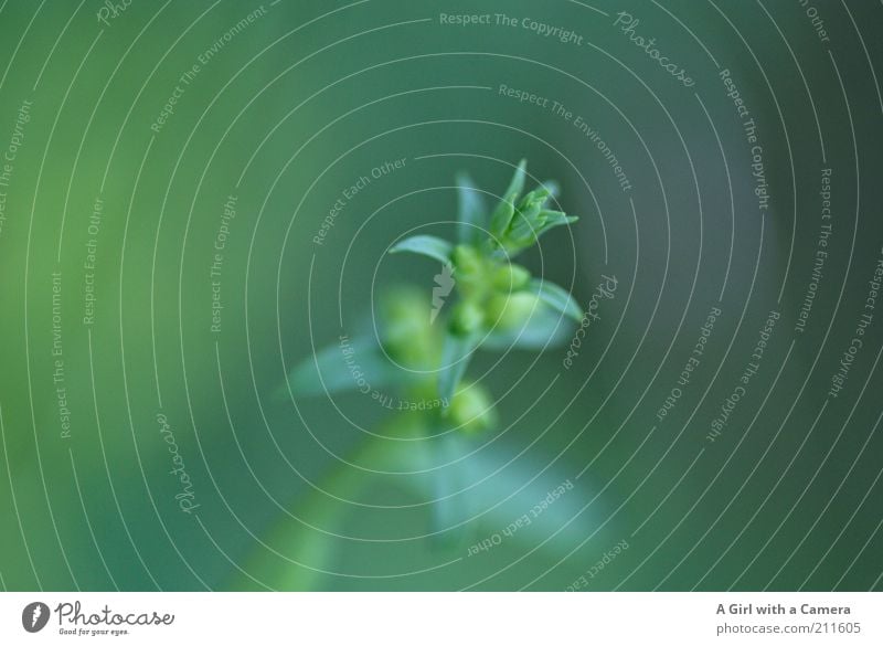 green Environment Nature Plant Summer Climate Fog Grass Bushes Leaf Blossom Wild plant Cool (slang) Elegant Free Green Bud Growth Macro (Extreme close-up) Weed