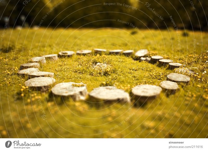 Who cut off Stonehenge? Landscape Tree Grass Wood Yellow Green Idyll Colour photo Subdued colour Exterior shot Deserted Day Blur Tree stump Logging Round Circle