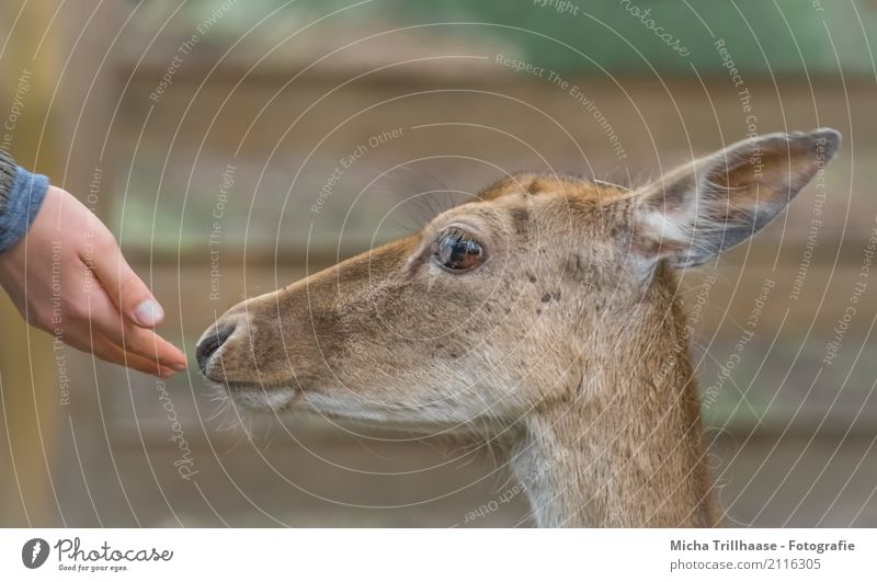 love of animals Human being Hand Nature Animal Sun Sunlight Beautiful weather Wild animal Animal face Pelt Roe deer Eyes Ear 1 Touch Feeding Looking