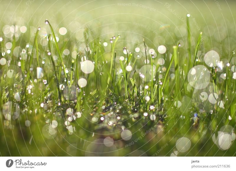 shine on Nature Plant Drops of water Sunlight Beautiful weather Grass Meadow Fantastic Fresh Natural Power Sustainability Colour photo Exterior shot Detail