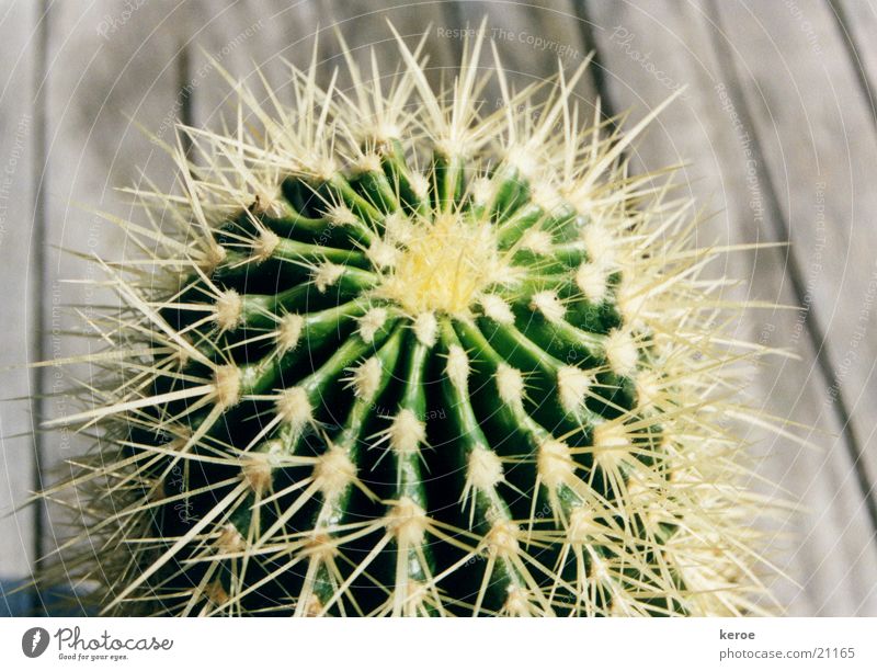 prickly friend Cactus Green Wood Thorn