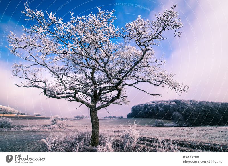 Tree in the sunset light Trip Environment Nature Landscape Sky Clouds Sunrise Sunset Winter Plant Observe Relaxation Dream Sadness Faded Simple Fantastic