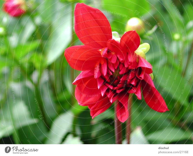 blossom Red Blossom Flower