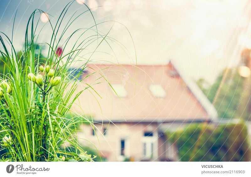 Beautiful green plant and flowers on roof terrace Lifestyle Style Design Summer Living or residing Flat (apartment) Garden Nature Sunlight Spring Autumn