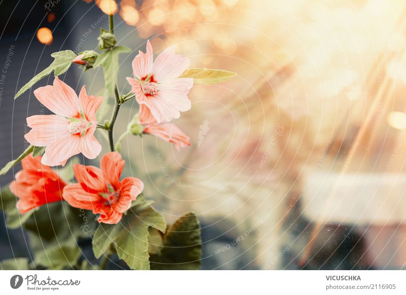 Pretty summer flowers Lifestyle Style Summer Garden Nature Plant Sunrise Sunset Sunlight Autumn Beautiful weather Flower Park Yellow Design Blur Mallow plants