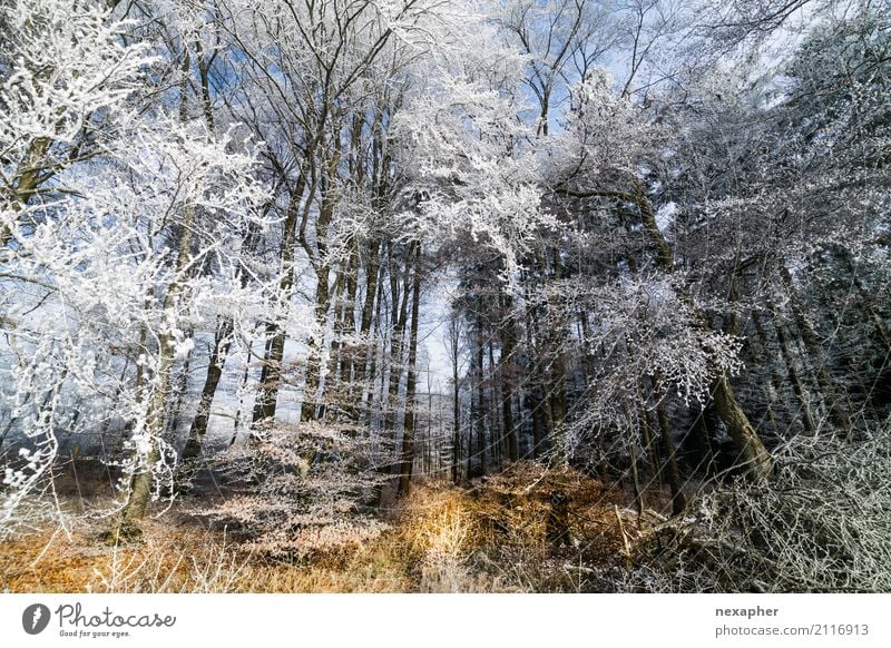 frozen forest Trip Winter Snow Hiking Nature Landscape Tree Relaxation Freeze Authentic Fresh Beautiful Cold Natural Blue Brown White Moody Refrain Thrifty