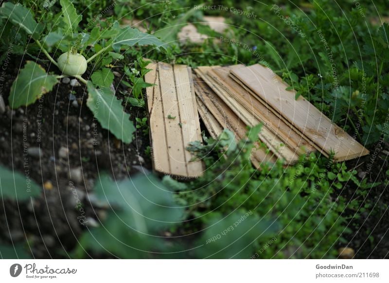 concept garden Food Vegetable Nutrition Environment Nature Earth Spring Plant Garden Growth Moody Kohlrabi Wooden board Harvest Colour photo Exterior shot