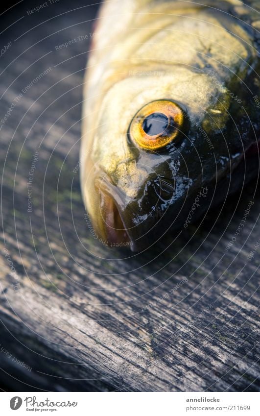 goldfish Food Nutrition Organic produce Animal Wild animal Dead animal Fish Eyes red feather Muzzle Carp 1 Wood Catch Fresh Wet Yellow Gold Death Colour photo