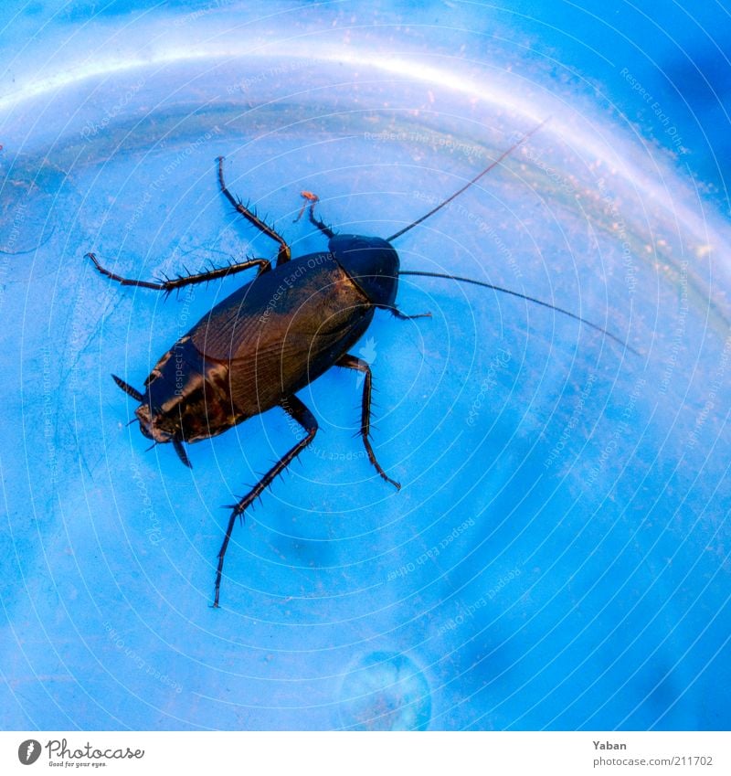 la cucaracha Animal Beetle Oriental cockroach 1 Crawl Pests indestructible Insect destroyer Feeler Legs Bucket Colour photo Macro (Extreme close-up) Captured