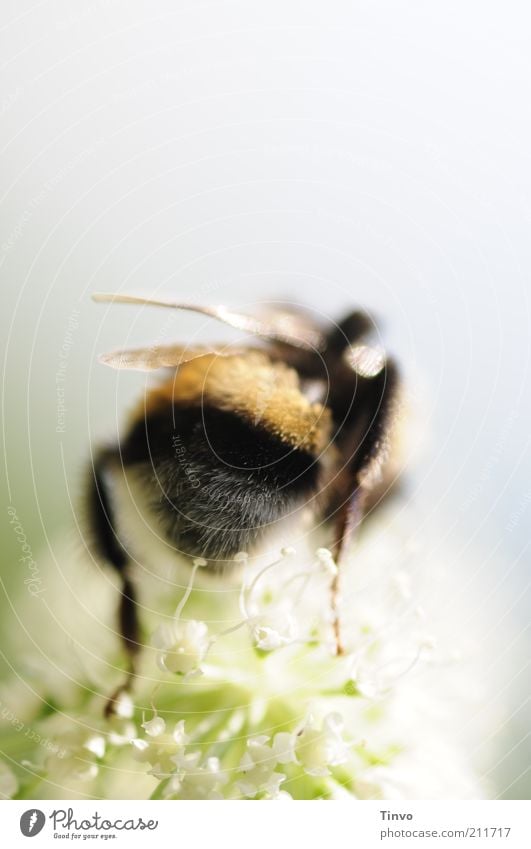 Let it bee Summer Plant Blossom Bee 1 Animal Crawl Small Near Bumble bee Wing Delicate Hind quarters furry crawl away Colour photo Exterior shot