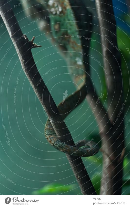 tail Animal Zoo 1 Tails Terrarium Curved Entwine Grasp Camouflage Branch Twig Retentive Hold Brown Reptiles Colour photo Interior shot Close-up Detail