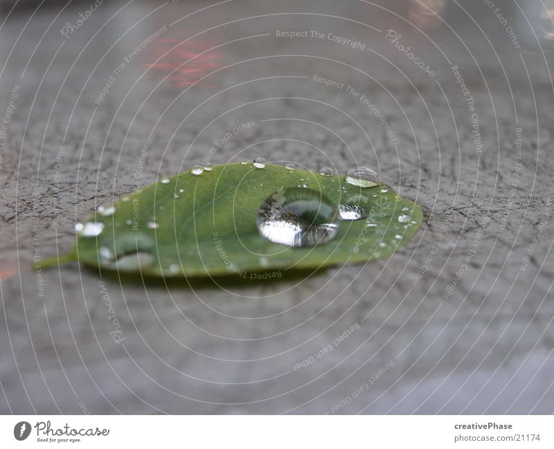 drop_of_water Drops of water Leaf Life