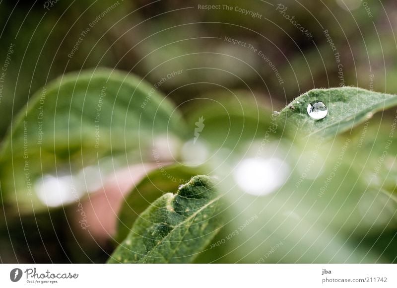 dewdrop Water Drop Healthy Nature Plant Elements Drops of water Summer Beautiful weather Fog Grass Leaf Foliage plant Alps Switzerland Europe To enjoy Dream