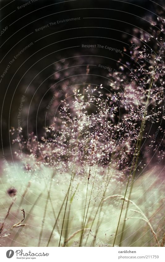 Grasses tender Environment Nature Landscape Plant Wild plant Meadow Green Black Blade of grass Grass blossom Delicate Thin Dust Colour photo Subdued colour