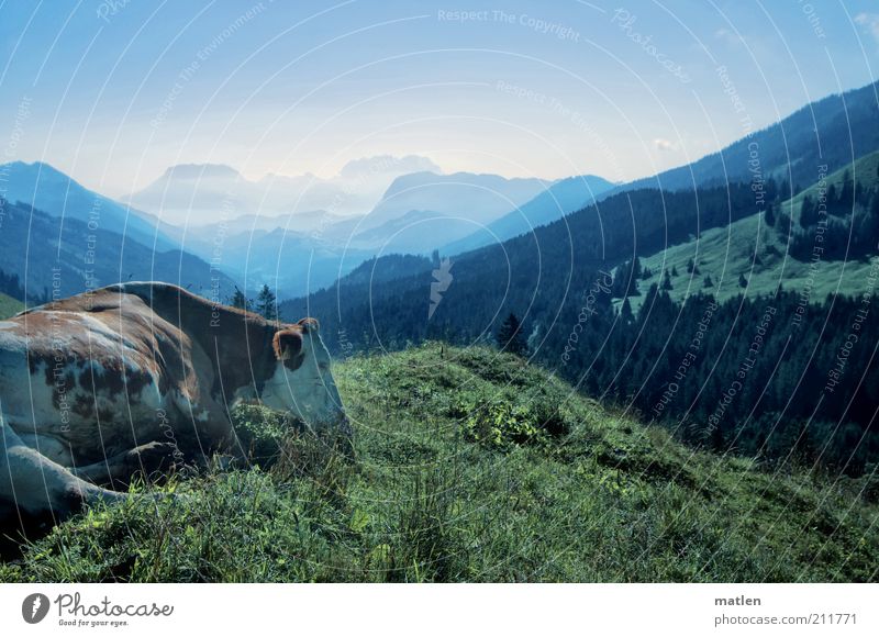 moinmoin Animal Farm animal Cow 1 Blue Green Contentment Peaceful Mountain range Valley Colour photo Subdued colour Exterior shot Deserted Copy Space top Dawn