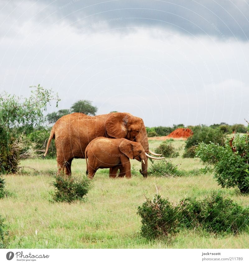 junior jumbo Safari Sky Grass Bushes Exotic Savannah Kenya Africa Wild animal Elephant 2 Authentic Together Cute Emotions Safety (feeling of) Love of animals