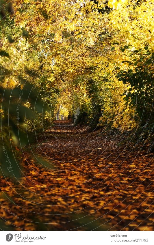 leaf tunnels Nature Landscape Tree Park Forest Brown Yellow Gold Autumn Leaf canopy Lanes & trails Promenade Autumnal colours Colour photo Exterior shot