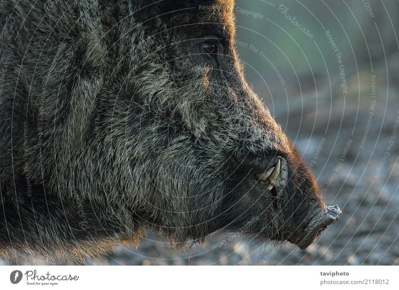 closeup of wild boar head Beautiful Face Playing Hunting Man Adults Teeth Animal Fur coat Old Dark Large Wild Brown Black Fear Dangerous Colour Boar Mammal Pigs