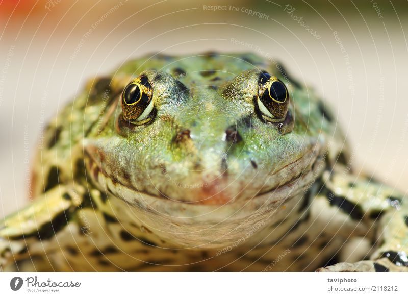 marsh frog portrait looking at the camera Beautiful Garden Nature Animal Pond Lake Natural Cute Wild Brown Green pelophylax ridibundus at camera Strange